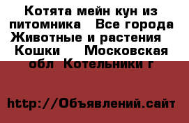 Котята мейн-кун из питомника - Все города Животные и растения » Кошки   . Московская обл.,Котельники г.